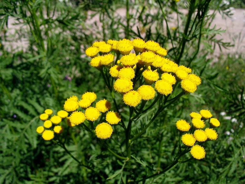 Изображение особи Tanacetum vulgare.