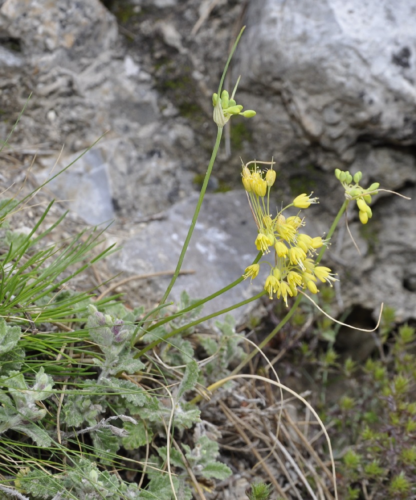 Изображение особи Allium flavum.