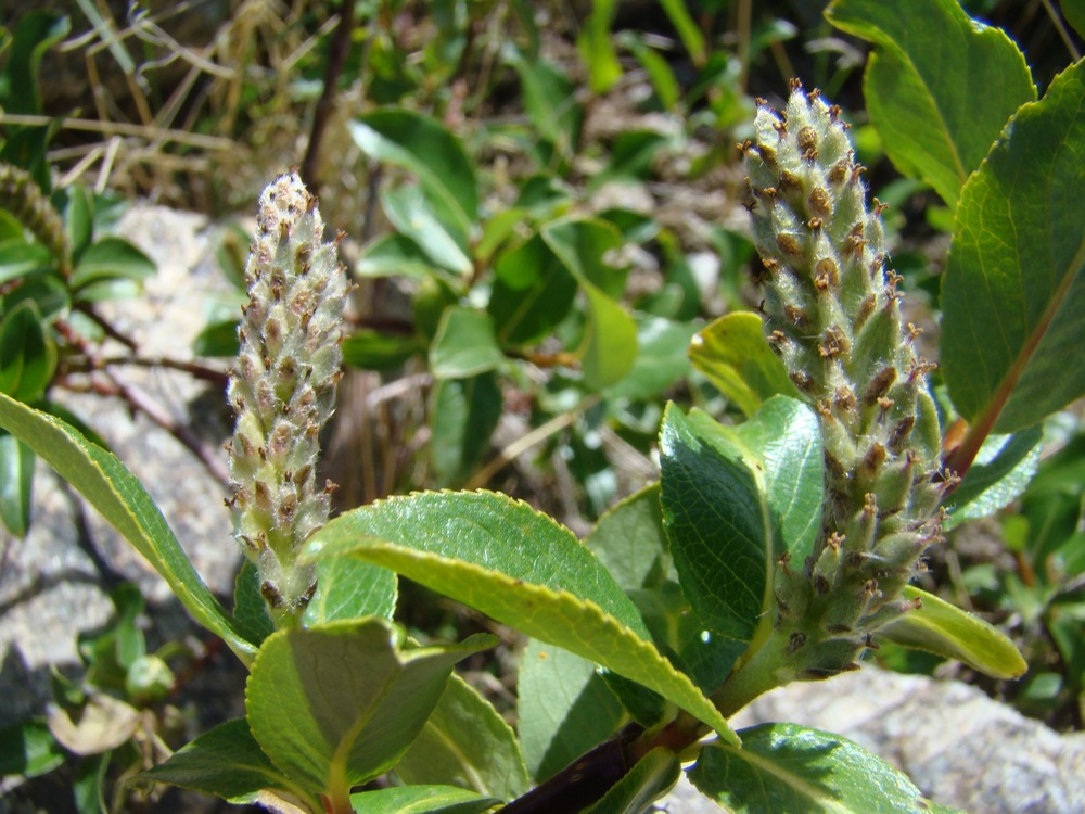 Image of Salix alatavica specimen.