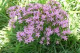 Centaurium erythraea