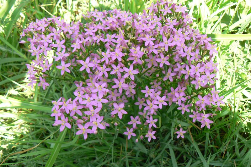 Изображение особи Centaurium erythraea.