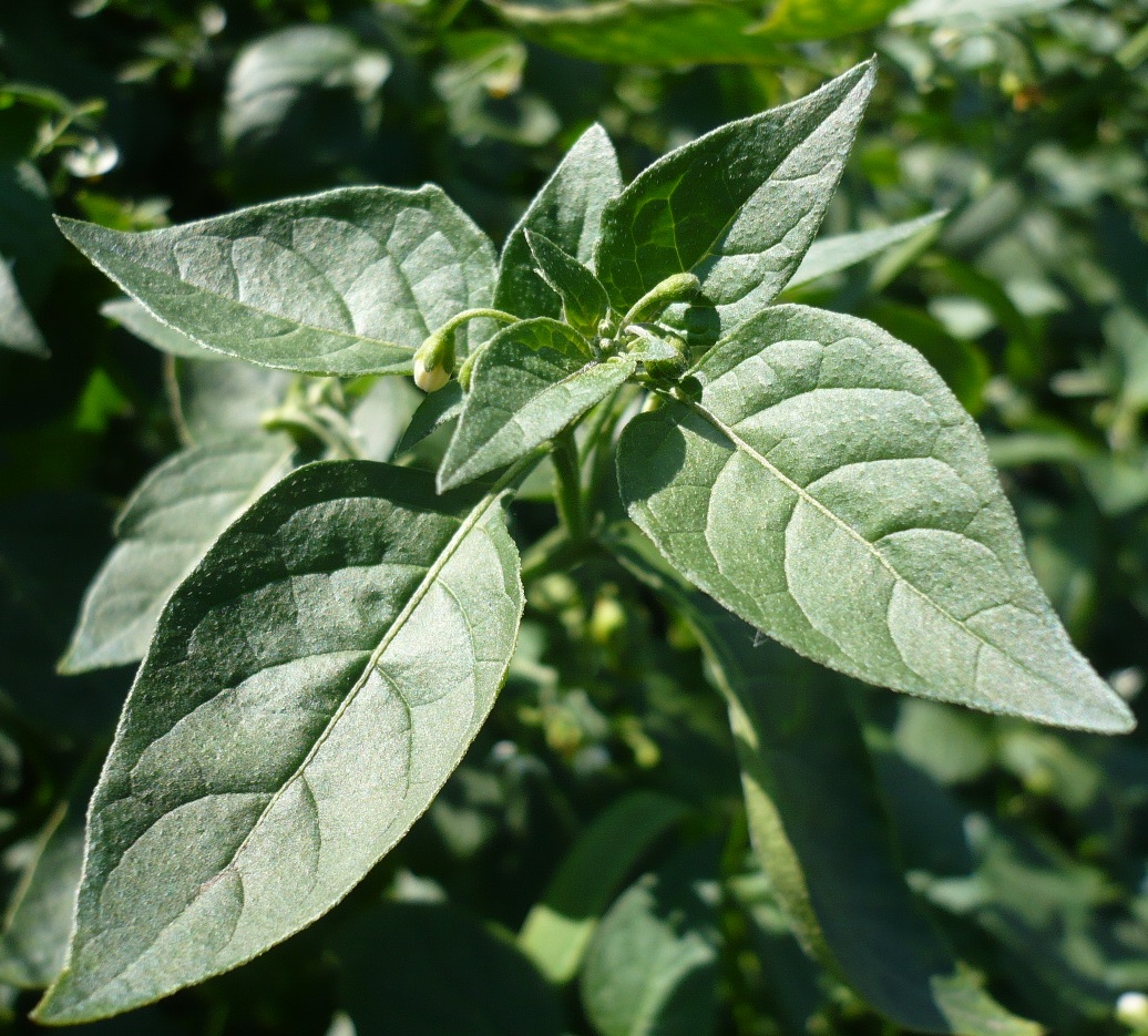 Изображение особи Solanum nigrum.