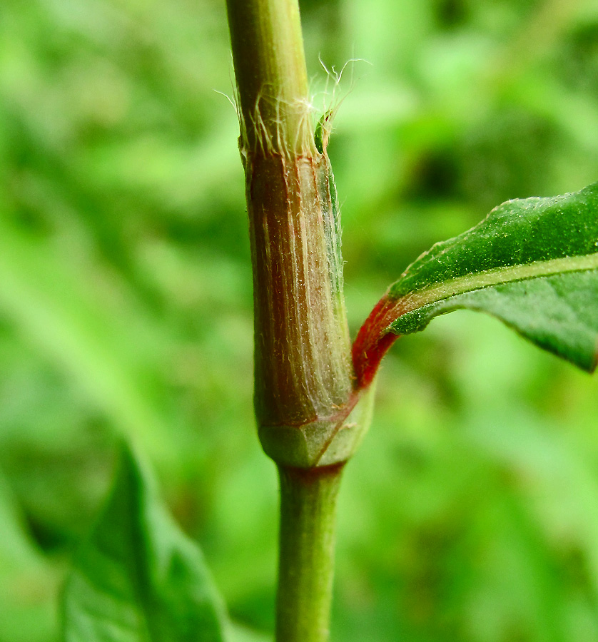 Изображение особи Persicaria maculosa.