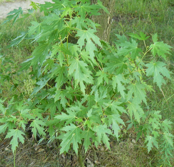 Image of Acer saccharinum specimen.