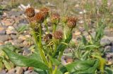 Senecio pseudoarnica