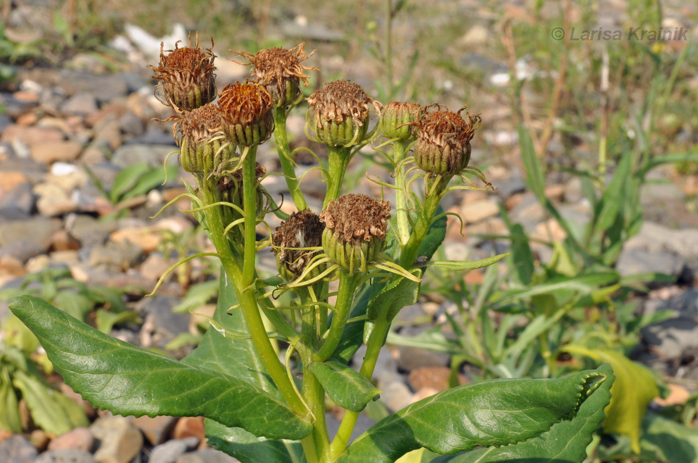 Image of Senecio pseudoarnica specimen.