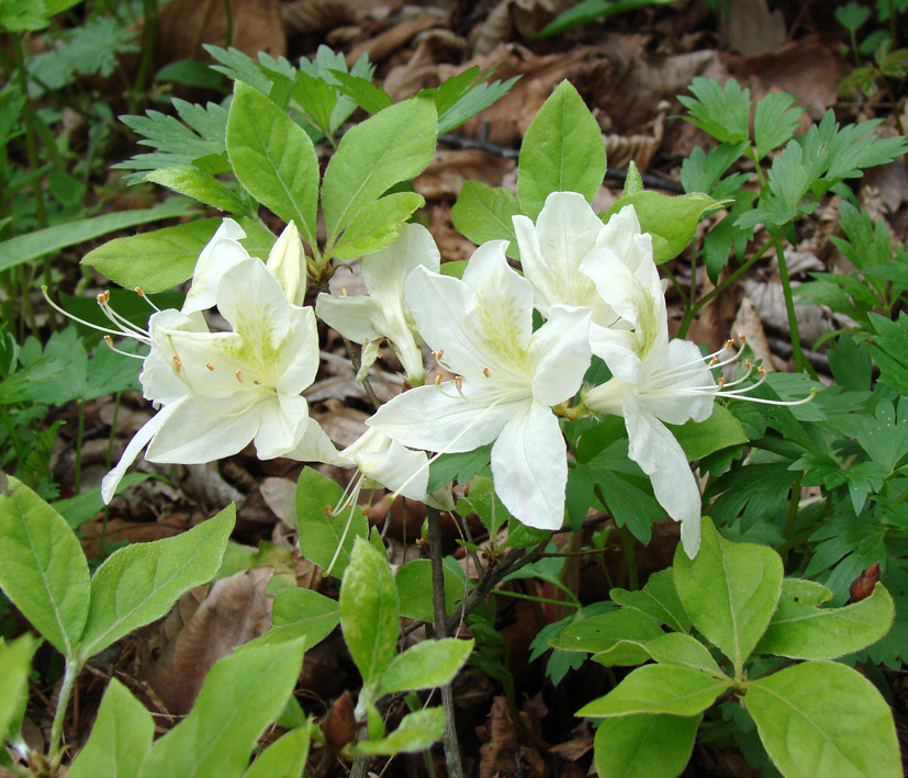 Изображение особи род Rhododendron.