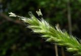 Sesleria alba. Верхушка соцветия. Краснодарский край, окр. Сочи, скала. 08.10.2014.