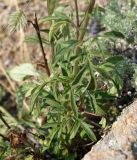 Schizonepeta multifida. Листья. Иркутская обл., Ольхонский р-н, западное побережье оз. Байкал, побережье Малого моря, каменистый степной склон над Метеоритным озером.28.06.2014.