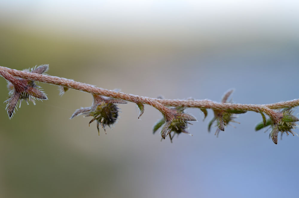 Image of Lappula microcarpa specimen.