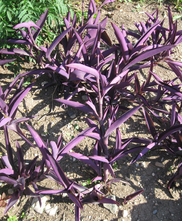 Image of Tradescantia pallida specimen.