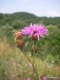 Centaurea jacea ssp. substituta