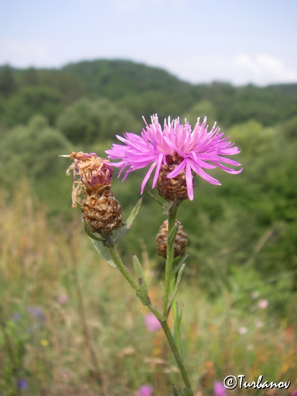 Изображение особи Centaurea jacea ssp. substituta.