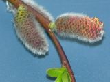 Salix udensis