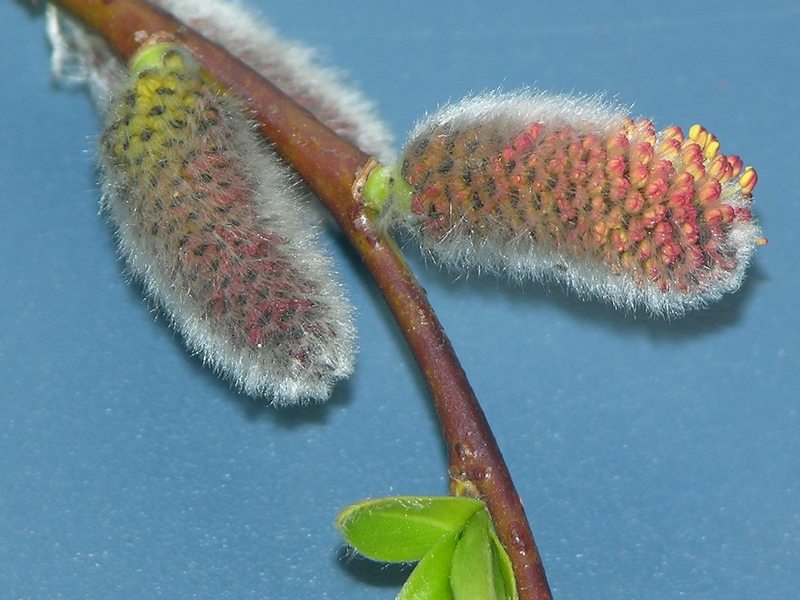 Изображение особи Salix udensis.