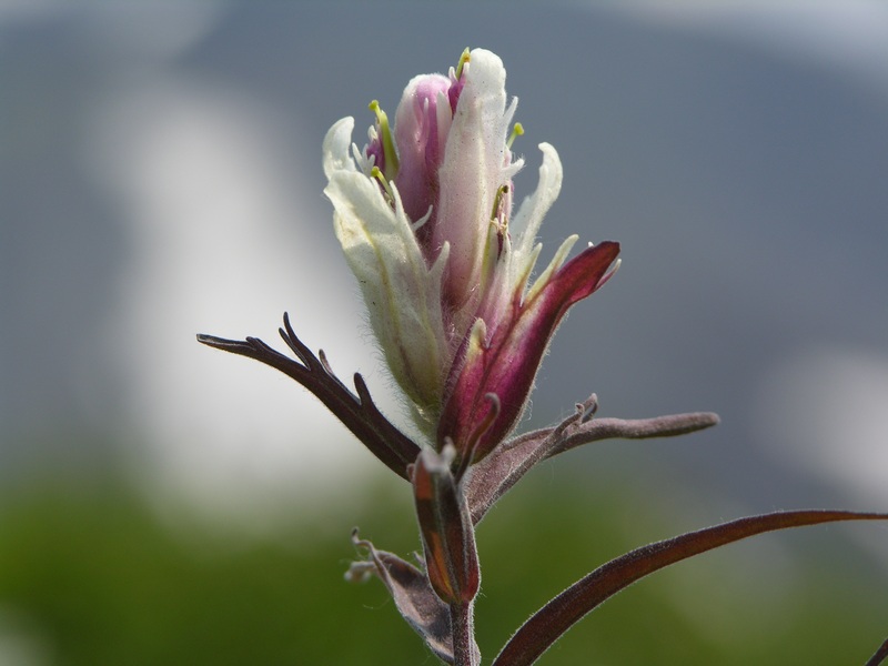 Изображение особи Castilleja pavlovii.