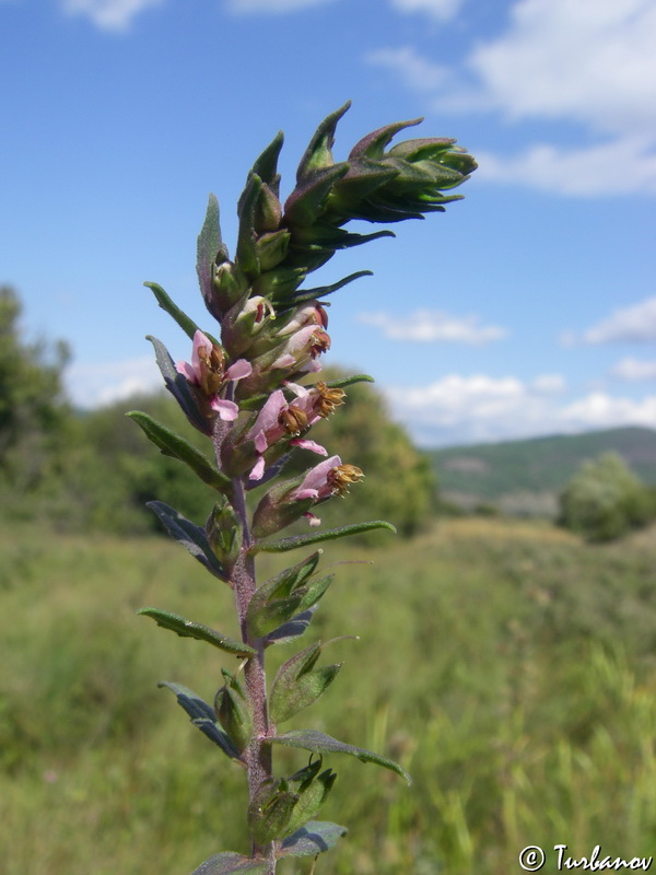 Изображение особи Odontites vulgaris.