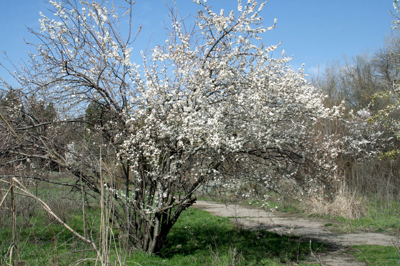 Image of Prunus cerasifera specimen.