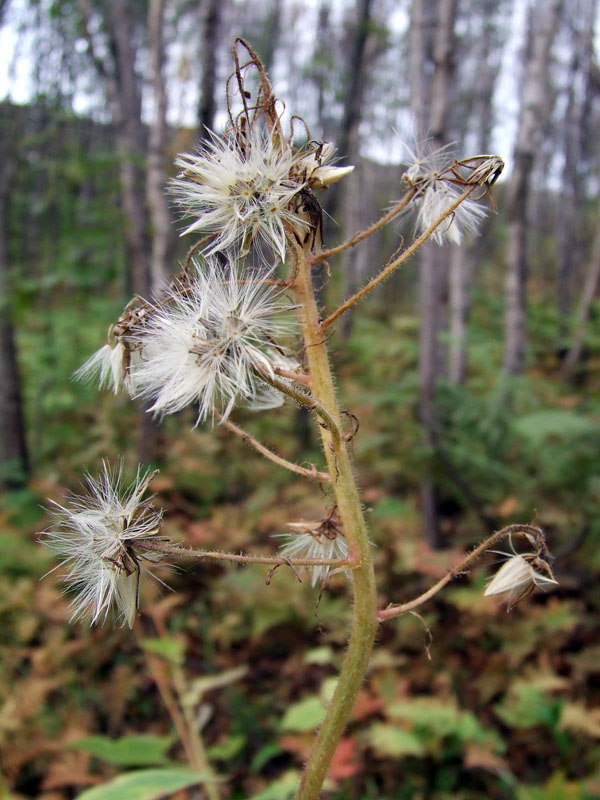 Image of Cicerbita alpina specimen.