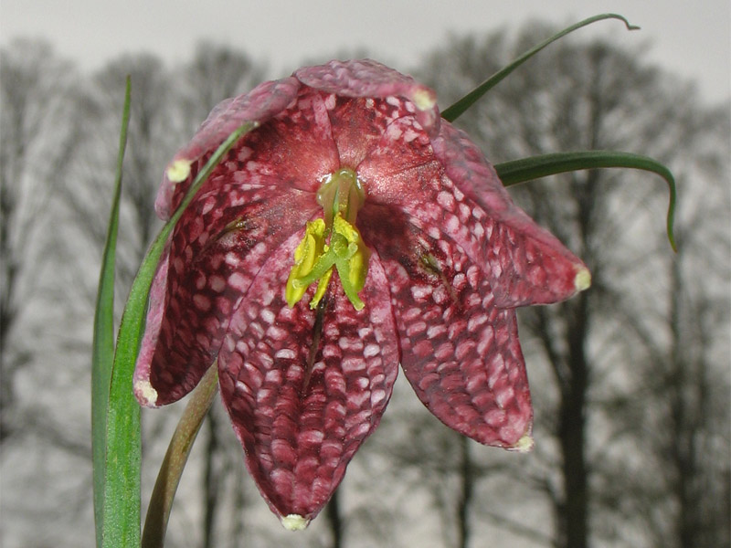 Изображение особи Fritillaria meleagris.