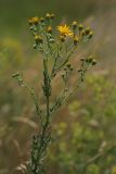 Senecio jacobaea. Верхушка расцветающего растения. Белгородская обл., пос. Борисовка. 01.07.2009.