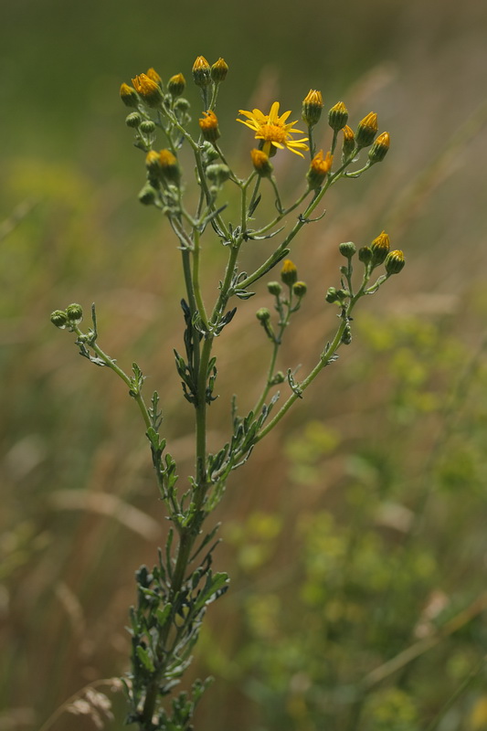 Image of Senecio jacobaea specimen.
