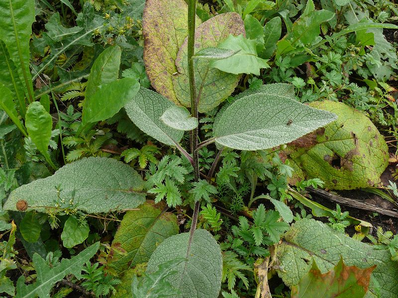 Image of Verbascum nigrum specimen.