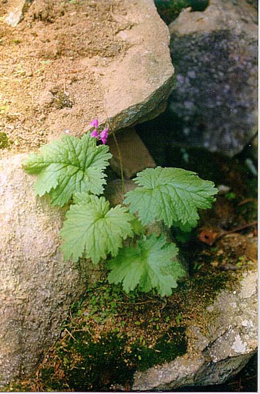 Image of Cortusa sibirica specimen.