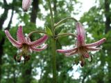 Lilium pilosiusculum