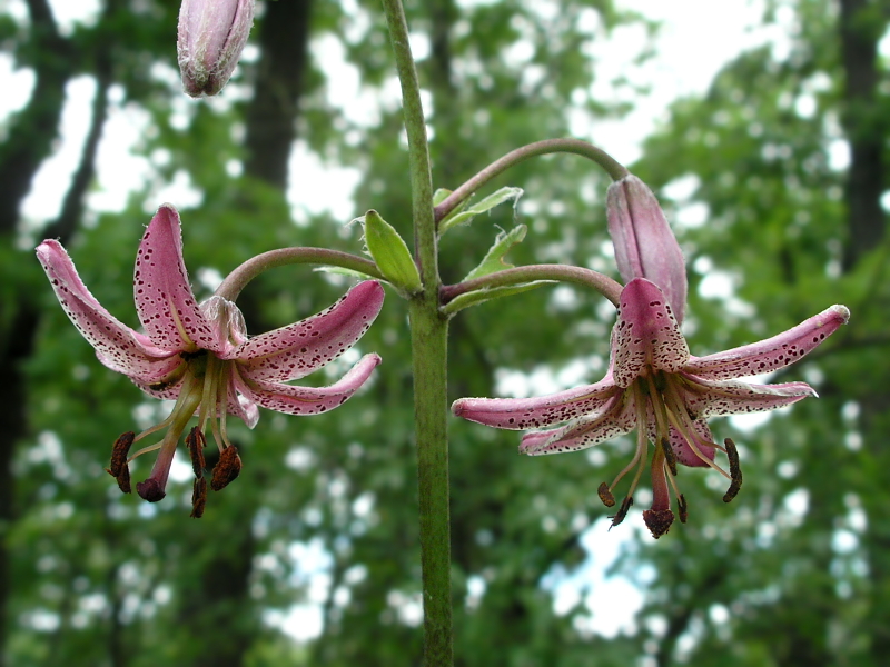 Изображение особи Lilium pilosiusculum.