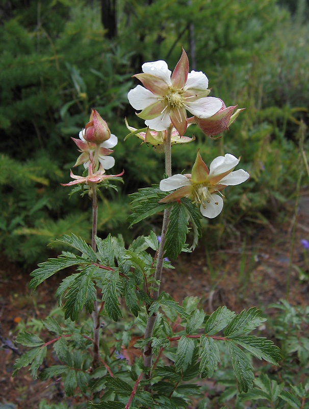 Image of Farinopsis salesoviana specimen.