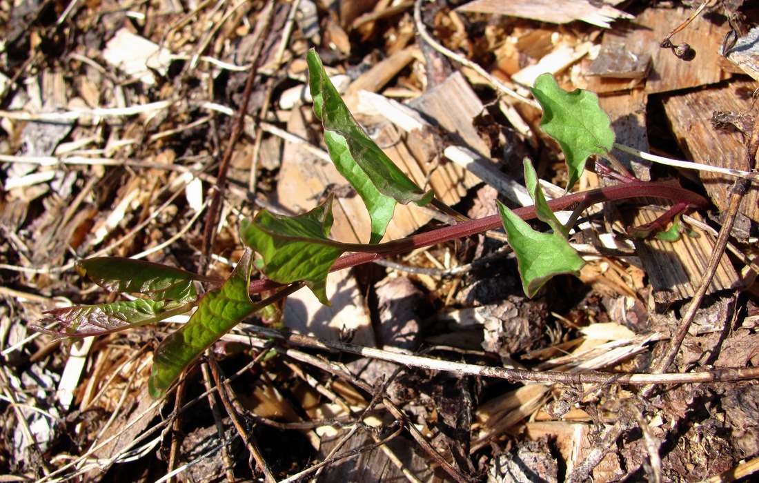 Image of Convolvulus arvensis specimen.