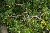 Pittosporum tobira. Ветвь с плодами. Черногория, пос. Пржно (Pržno), окраина заброшенного парка. 06.10.2014.