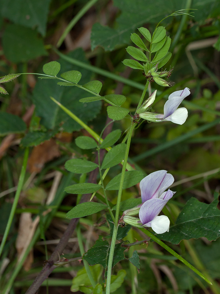 Image of Vicia grandiflora specimen.