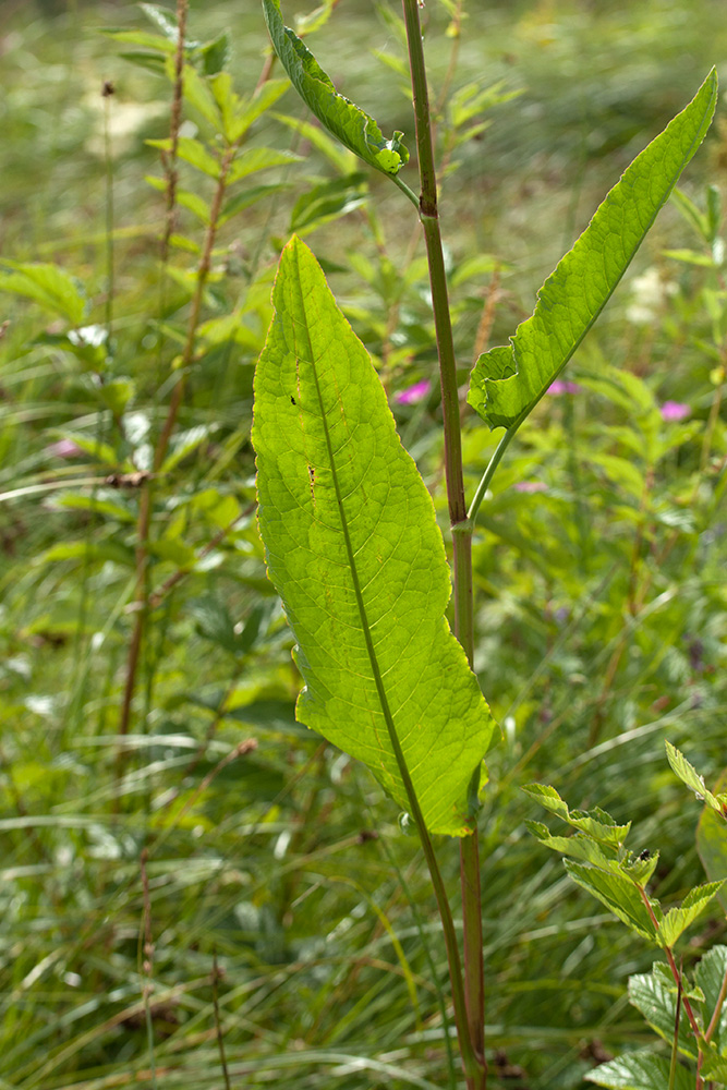 Изображение особи Rumex sylvestris.