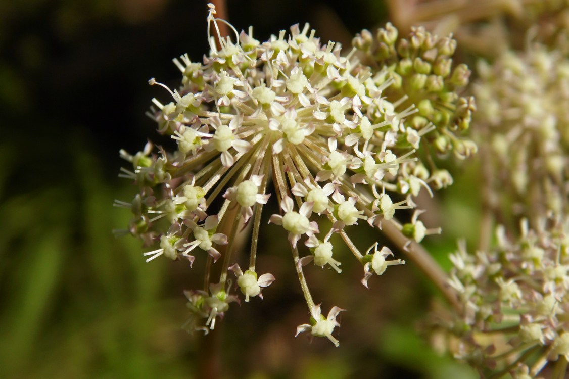 Изображение особи Angelica sylvestris.
