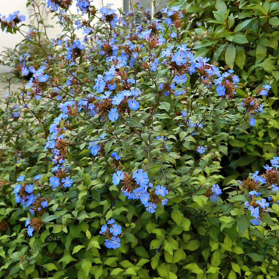 Изображение особи Ceratostigma plumbaginoides.