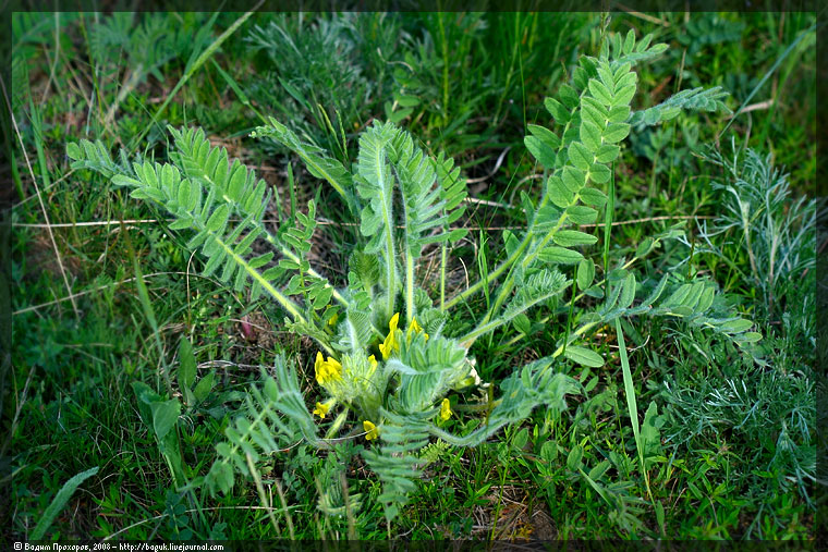 Изображение особи Astragalus exscapus.