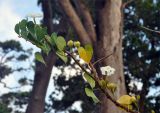 Ipomoea violacea. Верхушка побега с цветками и плодами. Андаманские острова, остров Нил, прибрежный лес. 02.01.2015.