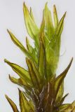 Orthotrichum anomalum. Верхушка вегетирующего растения. Ростовская обл., Неклиновский р-н, Носовское с/п, балка Носова, на известняке. 03.11.2013.