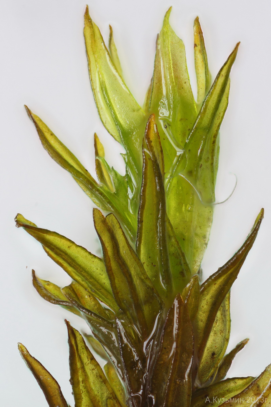 Image of Orthotrichum anomalum specimen.