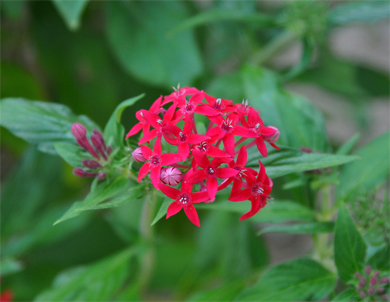 Изображение особи Pentas lanceolata.