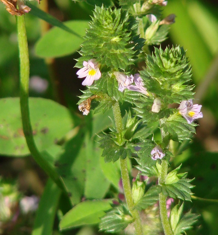 Изображение особи род Euphrasia.