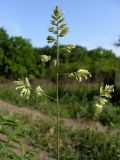 Dactylis glomerata. Соцветие. Ростовская обл., Азовский р-н, Александровский лес, обочина дороги на опушке леса. 25.05.2015.