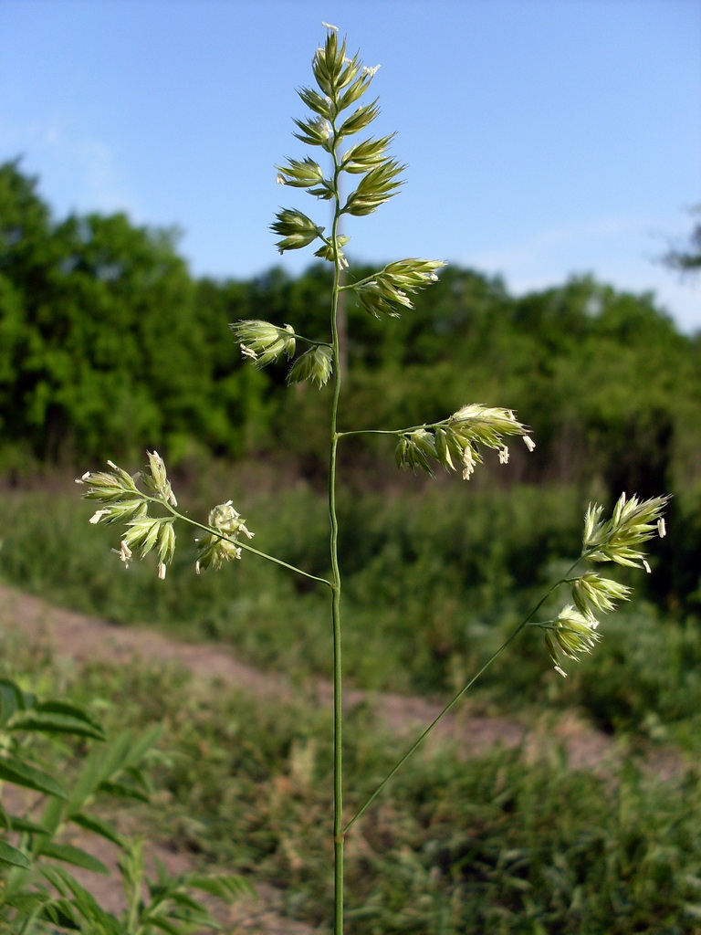 Image of Dactylis glomerata specimen.