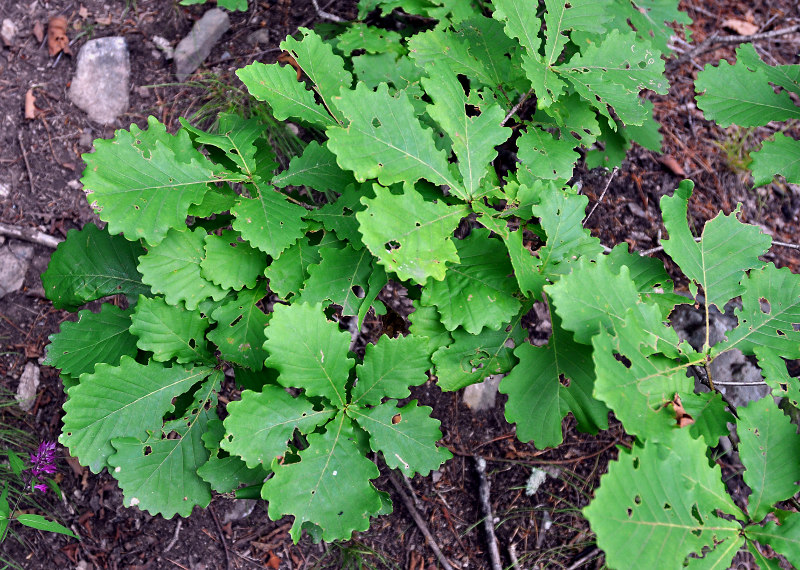 Изображение особи Quercus mongolica.