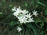 Ornithogalum refractum