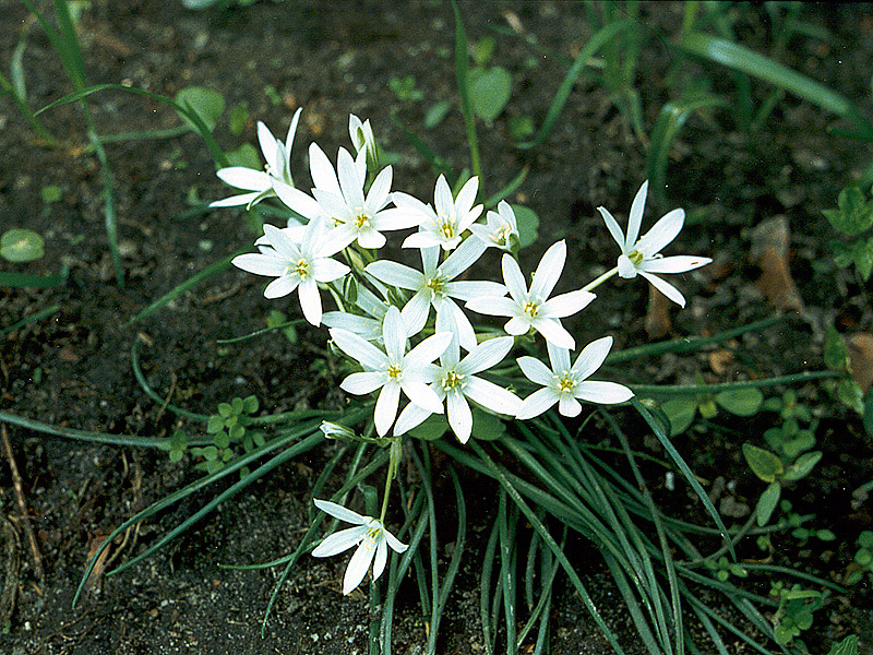 Изображение особи Ornithogalum refractum.