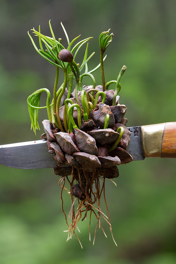 Изображение особи Pinus sibirica.