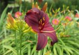 Hemerocallis × hybrida. Цветок. Крым, Симферополь, ботанический сад университета. 03.07.2015.